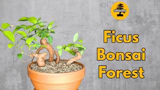 Ficus Ginseng Bonsai Forest [upl. by Omarr]