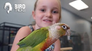 My 7 yr Old Tamed This Rescue Bird in 2 Days  Pineapple Cheek Conure Taming [upl. by Arabele]