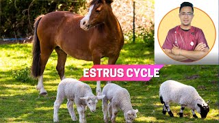 VET ENDO  Reproductive Cyclicity Types of Estrous Cycle  Student Output [upl. by Nyrehtac]