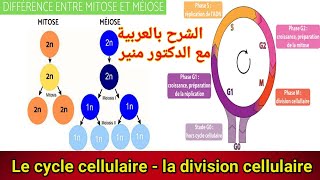 le cycle cellulaire la mitose et la meiose [upl. by Lorenzo765]