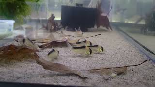 corydoras adolfoi wild caught vs blackworms [upl. by Ttennaej769]