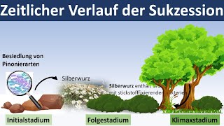 Sukzession Entwicklung von Ökosystemen  Biologie Ökologie Oberstufe [upl. by Olds]