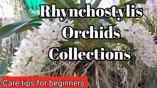 Rhynchostylis Gigantea Orchids Collections at Care tips for beginners [upl. by Conan759]