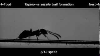 The odorous house ant trail pheromone deposition [upl. by Ladew]