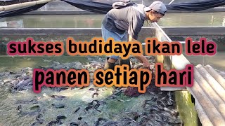 SUKSES BUDIDAYA LELE DIKOLAM PERMANEN panensetiaphari [upl. by Mendelson]