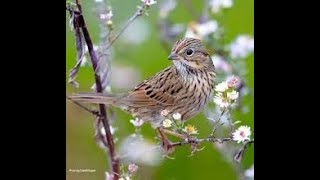 His Eye Is On the Sparrow  Saxophone Quartet [upl. by Redmer265]