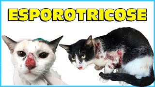 TUDO sobre ESPOROTRICOSE em GATOS  O que é e como tratar  Gatil Hauser [upl. by Ahel]