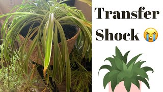 Spider Plant Transfer Shock [upl. by Ramahs188]