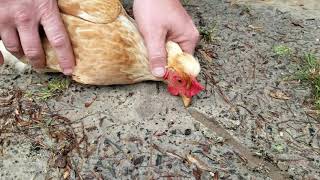 How to hypnotize a chicken [upl. by Materi]