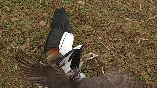 Falconry  Goshawk on Egyptian Goose Goosehawking [upl. by Rehpotsyrk112]