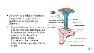 les voies biliaires et pédicule hépatique [upl. by Nohtanhoj]