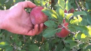 Jonathan Apples at Kimmel Orchard [upl. by Eki]