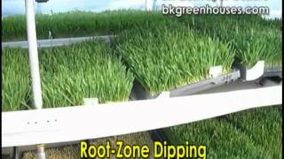 BK Hydroponic Fodder for Emailwmv [upl. by Sherman184]