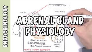 Endocrinology  Adrenal Gland Hormones [upl. by Cheyney]