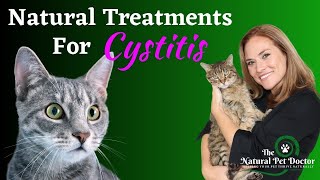 Home Remedies for Cat UTI  Cat Bladder Infections [upl. by Nylime]