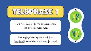 meiosis and its phasesA deep dive  meiosis class 9  meiosis and mitosis [upl. by Roleat]