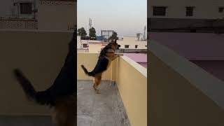 German Shepherd dog barking  gsd dog barking  dog barking  puppy barking  dog sound [upl. by Siaht]