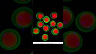 Ancient Molecular Key That Helps Sperm Enter the Egg Unveiled news breakingnews science [upl. by Mamie649]