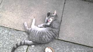 Grey tabby cat rolling around outside [upl. by Ilsa]