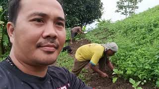 May Grasya Pagmagtanim ka Magaanting Kaman o manggagamot [upl. by Osugi509]