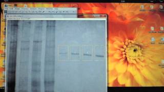 Using ImageJ to quantify protein bands on a PAGE gel [upl. by Marpet458]