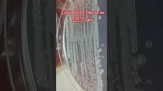 Growth Characteristics of Enterobacter cloacae Complex on CLED Agar [upl. by Corella]