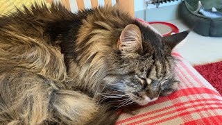 Maine Coon Cat Talking To His Owner [upl. by Yerfoeg]