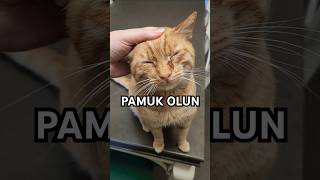 MİNNOŞUMUN PANSUMAN ZAMANI🫠 KUZUM NASIL DA DURUYOR PAMUK GİBİ OLUYORUM kedilerindünyası cat kedim [upl. by Oirram676]