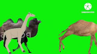 Camel Stampede Green Screen For animalstampedegreenscreen6522 [upl. by Kessiah]