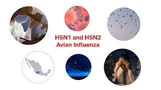 MicrobiologyH5N1 and H5N2 avian influenza [upl. by Ailatan]