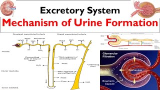 Urine formation  Mechanism of urine formation  Excretory System  Net filtration Pressure  GFR [upl. by Con]