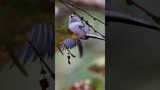 Longtailed tit  fast moving bird [upl. by Iohk]