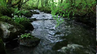 8 Hours Relaxing Nature Sounds Forest RiverSleep RelaxationBirdsongSound of WaterJohnnie Lawson [upl. by Christiana]