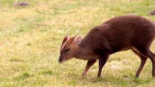 Woodland Wildlife of Britain Muntjac Deer Reevess Muntjac Muntiacus reevesi [upl. by Kenlee]