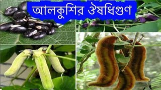 আলকুশির ঔষধিগুণআলকুশির উপকারিতা জেনে নিন  Benefits of Alkushi [upl. by Shriver]