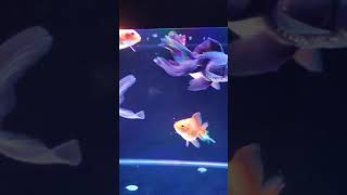 koki oranda kokioranda ikanhias shortvideo [upl. by Yc315]