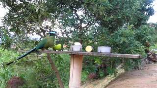 Barranquero soledad yegua de monte Momotus momota  Birdwatching Colombia [upl. by Kenleigh]