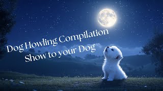 Dog Howling Compilation  Guaranteed to Make your Dog Howl  Must Watch the END [upl. by Leonora]