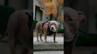 Street Portraits with THE CUTEST dogs  😂 streetportraits dogphotography [upl. by Sheaff]