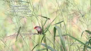 Common Waxbill Estrilda astrild Hawaii [upl. by Ymas]