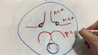 Brain Blood Supply 2  ِCircle of Willis amp Anterior circulation  تروية الدماغ  بأسلوب سريع [upl. by Etireugram37]