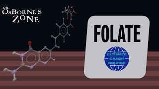 Ultimate Crash Course on Folate Vitamin B9  Dr Osbornes Zone [upl. by Ijic]