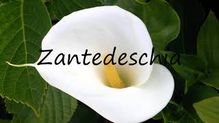 How to Pronounce Zantedeschia [upl. by Haisa773]