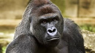 The Harambe Gorilla Story Explained [upl. by Apurk489]