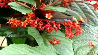 Beautiful Bird Endamic to Western ghat India  Vigorss sunbird Aethopyga vigorsii [upl. by Drucilla]