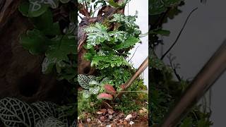 Tips for taking plant cuttings for terrariums [upl. by Vardon]