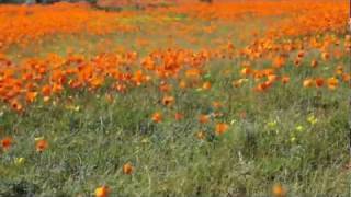 Namaqualand is blooming [upl. by Aiyekal765]