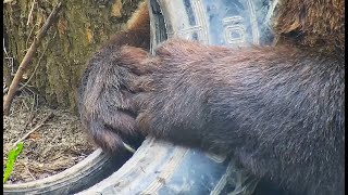 Мансур 🤎 Ты не убежишь от меня Serious business with the tire 😉🐾👀 [upl. by Nelra]