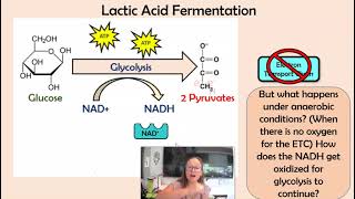 Introduction to lactic acid Lactic acid series part 1 [upl. by Haletky142]