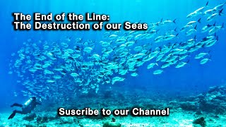 The End of the Line The Destruction of our Seas [upl. by Banerjee]